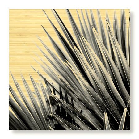 Studio EL Collection Limited Edition Ready to Hang Giclee on Sustainable Bamboo: "Palm Feature IV"