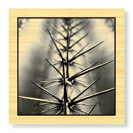 Studio EL Collection Limited Edition Ready to Hang Giclee on Sustainable Bamboo: "Scottsdale V"