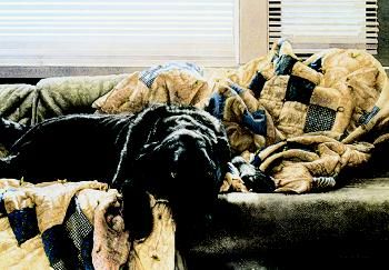 Sueellen Ross Open Edition Print: "Guilty Pleasures"