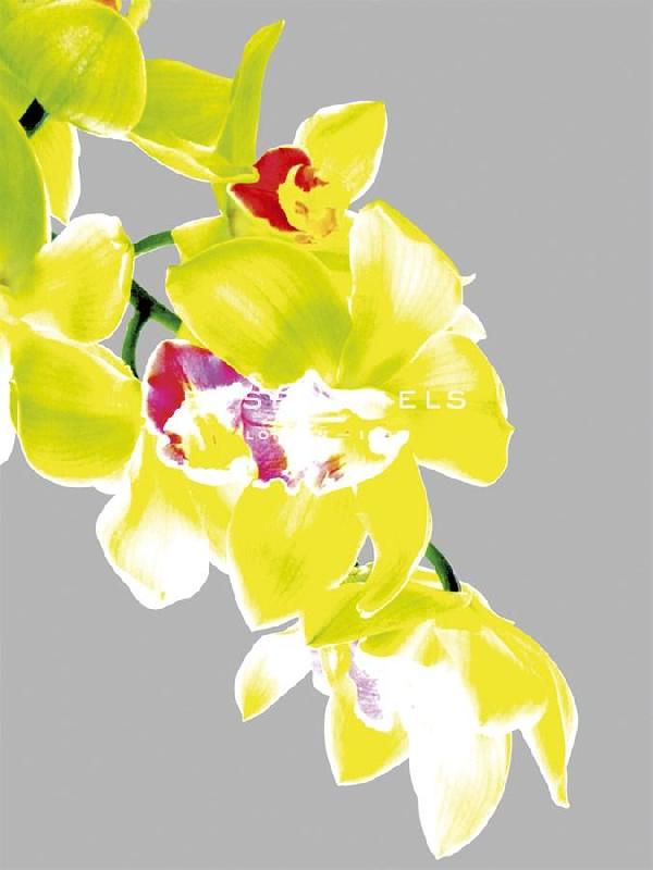 Sukhanlee 30 x 40 in. Open Giclee Canvas:"Neon Orchid I"