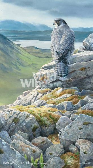 Susan Bourdet Handsigned and Numbered Limited Edition Print: "Sky King's Castle-Peregrin Falcon"
