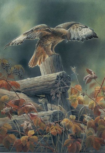 Susan Bourdet Artist Proof Limited Edition Print:"Touchdown - Red-tailed Hawk"