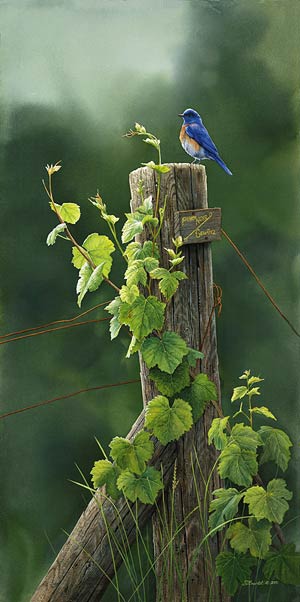 Susan Bourdet Handsigned & Numbered Limited Edition Print:"Vineyard Sentinel-Bluebird "