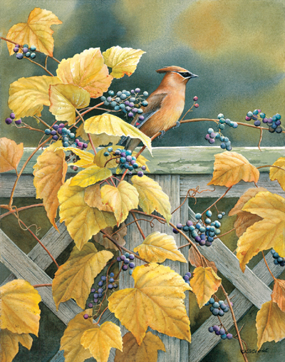 Susan Bourdet Limited Edition Print: "Country Garden -Cedar Waxwing"