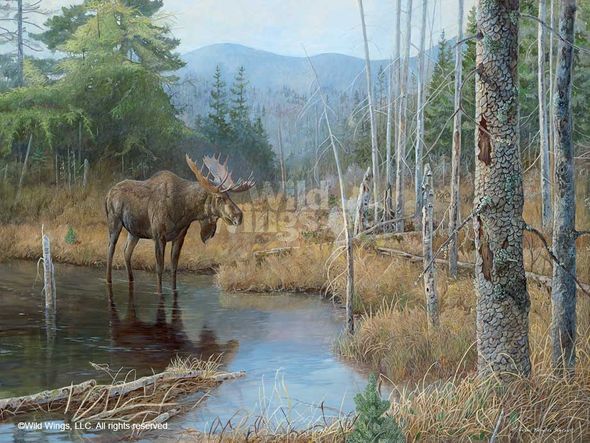 Susan Knowles Jordan Hand Signed and Numbered Limited Edition Print: "Big Boy - Moose"