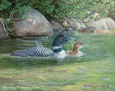 Susan Knowles-Jordan Original Acrylic Painting: "Island Shade-Loons"