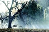 TERRY ISAAC 14X33 Secondary Market Art: "YOSEMITE DAWN AP"