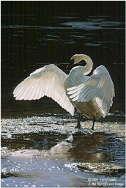 TERRY ISAAC 15X10 Secondary Market Art: "INTO LIGHT SWAN"