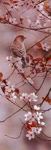 TERRY ISAAC 18X6 Secondary Market Art: "HINT OF PINK FINCH"