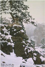 TERRY ISAAC 33X22 Secondary Market Art: "SNOW SPIRIT COUGAR"