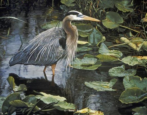 Terry Isaac Handsigned and Numbered Limited Edition Print:"After the Rain Great Blue Heron"