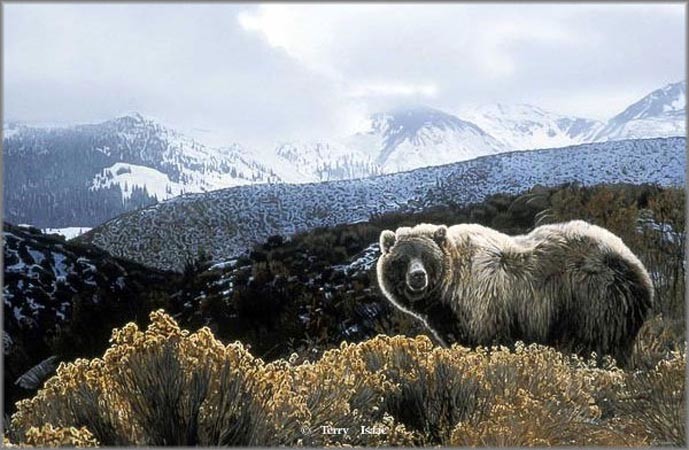 Terry Isaac Limited Edition Print:"November Light Grizzly"