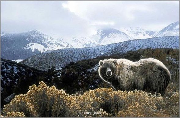 Terry Isaac Limited Edition Print:"November Light Grizzly"