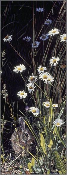 Terry Isaac Limited Edition Print:"Spring Shadows Cottontail"