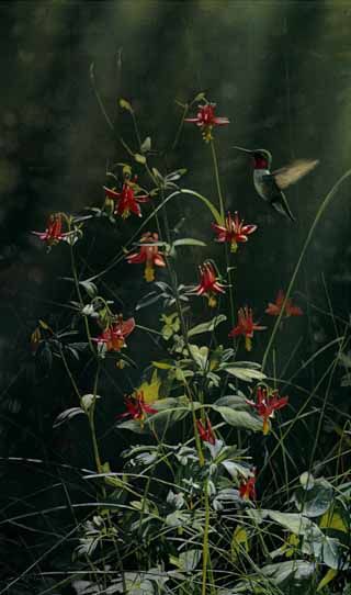 Terry Isaac Limited Edition Print:"Grace Notes - Ruby-Throated Hummingbird"