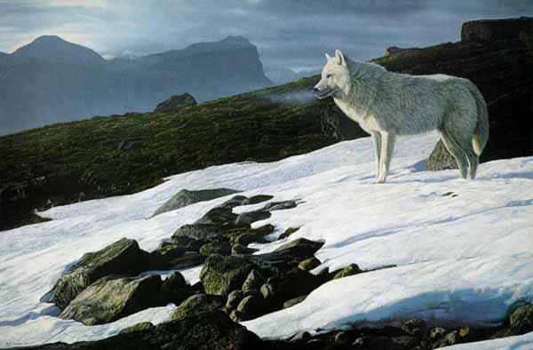 TERRY ISAAC Secondary Market Art: "ARCTIC LIGHT WOLF"