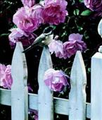 TERRY ISAAC  Secondary Market Art: "MILLIES GARDEN"