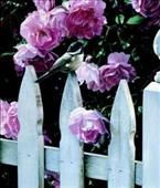 TERRY ISAAC  Secondary Market Art: "MILLIES GARDEN"