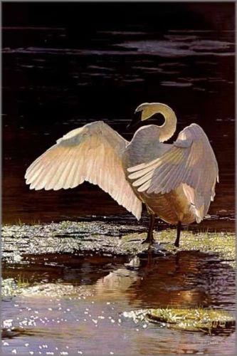 Terry Isaac Signed and Numbered Limited Edition  Lithograph: "Into The Light Trumpeter Swan"