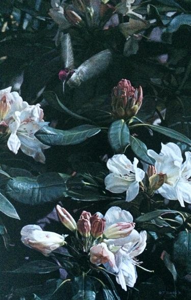 Terry Isaac Signed by the Artist Limited Edition Paper Lithograph:"Tasting Spring - Anna's Hummingbird"
