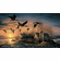 Terry Redlin Museum Edition Oversize Canvas:"Sundown - Canada Geese"