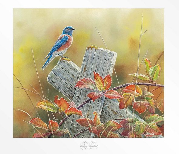 Susan Bourdet Artist Signed Limited Edition:"Autumn Vista - Western Bluebird"