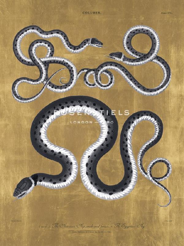 The Drammis Collection 30 x 40 in. Open Giclee Canvas:"Coluber - Asps Luxe"