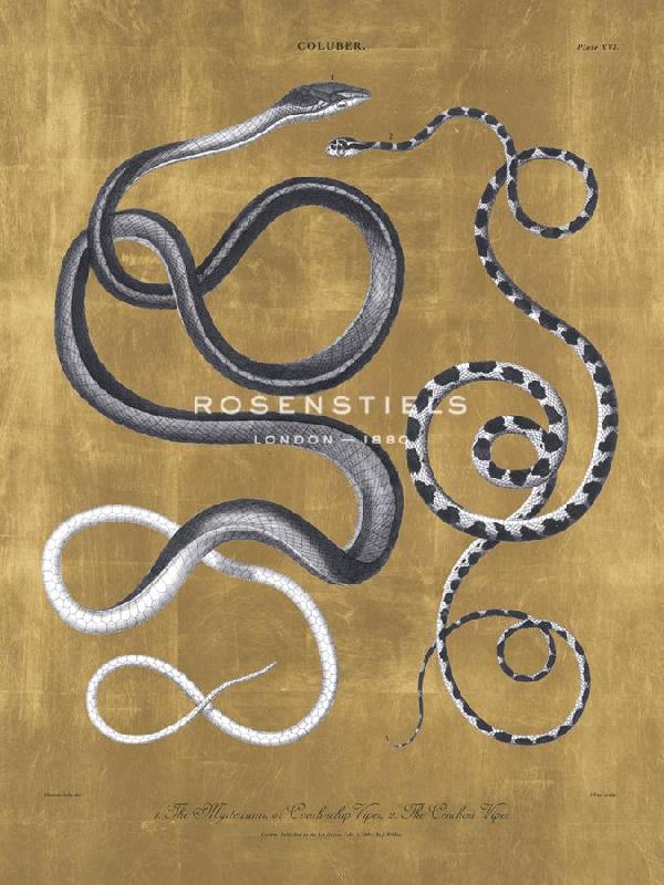 The Drammis Collection 30 x 40 in. Open Giclee Canvas:"Coluber - Two VIpers Luxe"