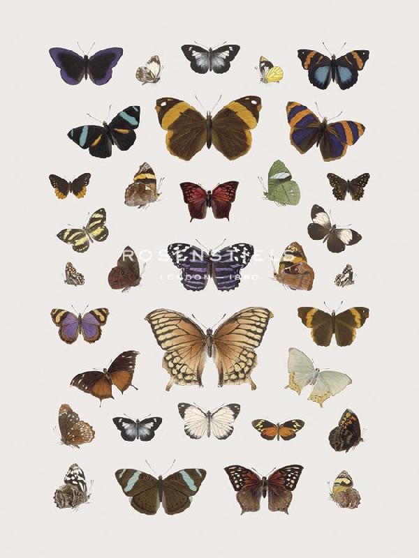 The Drammis Collection 30 x 40 in. Open Giclee Canvas:"Papillons - Harmony"