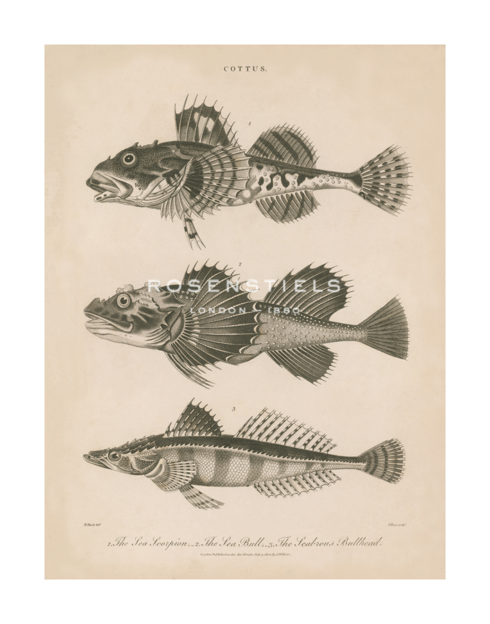 The Vintage Collection Hand Numbered Limited Edition Print on Paper :"Cottus - Beach"