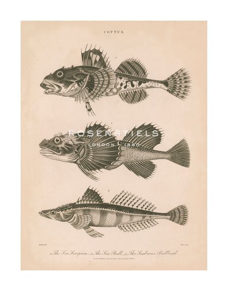 The Vintage Collection Hand Numbered Limited Edition Print on Paper :"Cottus - Beach"