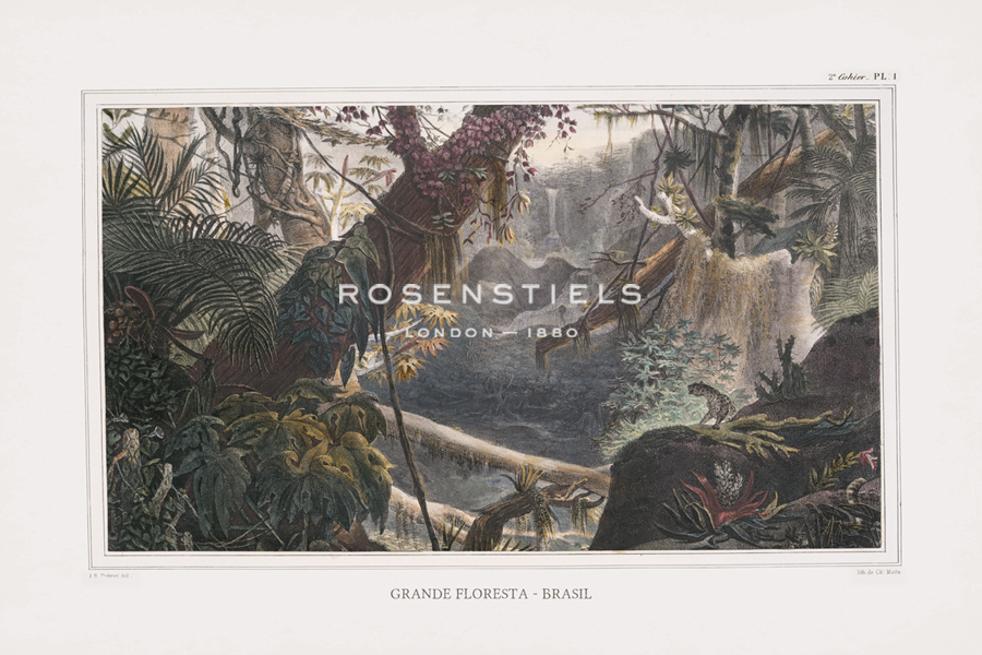 The Vintage Collection Hand Numbered Limited Edition Print on Paper :"Grande Floresta Brasil - Explore"