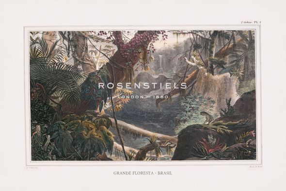 The Vintage Collection Hand Numbered Limited Edition Print on Paper :"Grande Floresta Brasil - Explore"