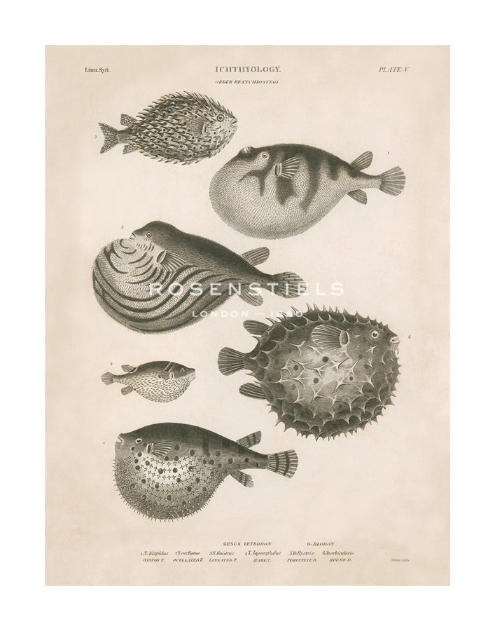 The Vintage Collection Hand Numbered Limited Edition Print on Paper :"Ichthyology - Beach"