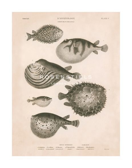 The Vintage Collection Hand Numbered Limited Edition Print on Paper :"Ichthyology - Beach"