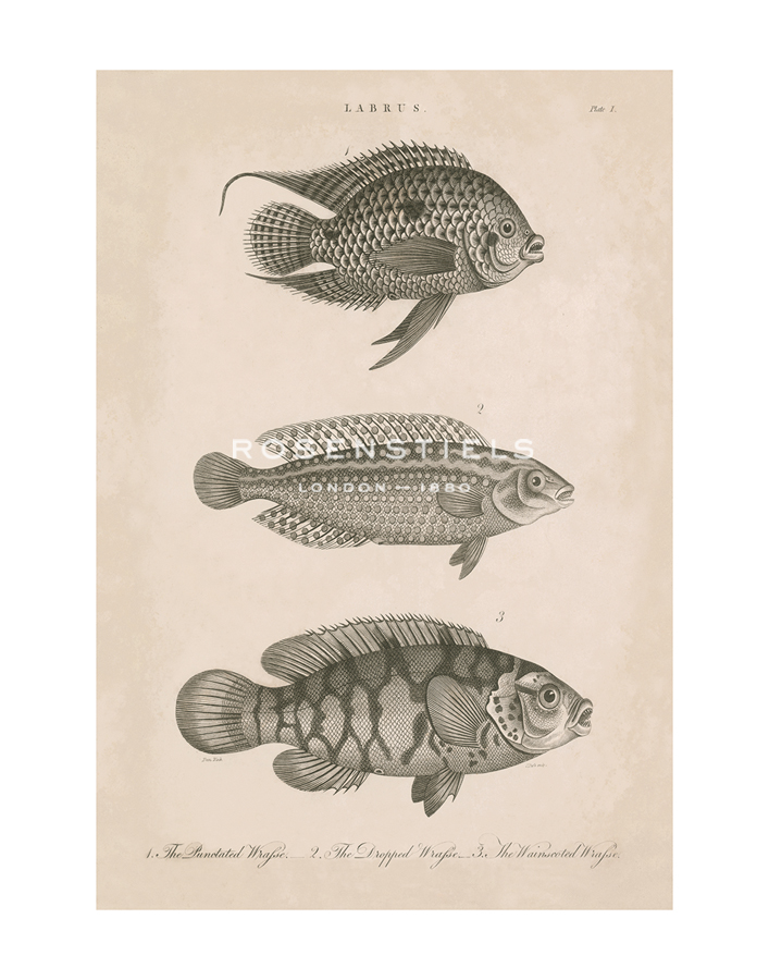 The Vintage Collection Hand Numbered Limited Edition Print on Paper :"Labrus - Wrafse - Beach"