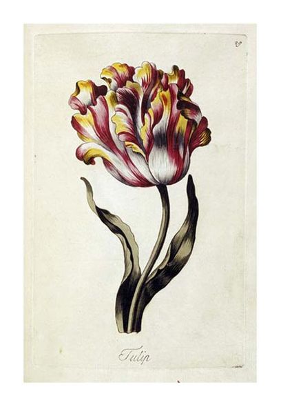 Thomas Parkinson Fine Art Open Edition Gicl&eacute;e:"Tulip"