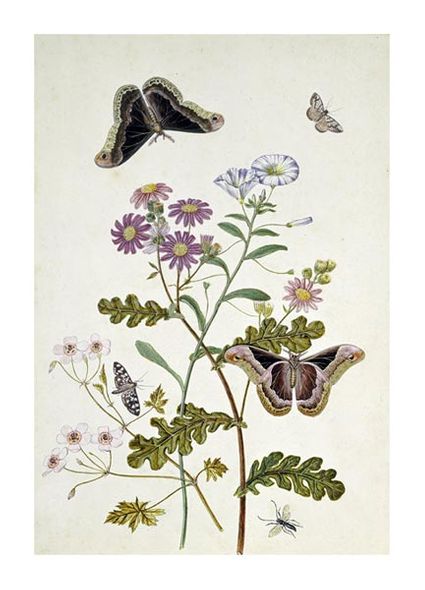 Thomas Robins Jr. Fine Art Open Edition Giclée:"Convolvulus and Chrysanthemum"