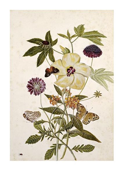 Thomas Robins Jr. Fine Art Open Edition Gicl&eacute;e:"Milkweed, Poppy and Hibiscus"
