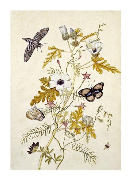 Thomas Robins Jr. Fine Art Open Edition Gicl&eacute;e:"Scabious and a Cupid Flower"