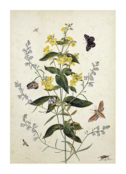 Thomas Robins Jr. Fine Art Open Edition Gicl&eacute;e:"Yellow Loosestrife and Other Wild Flowers"
