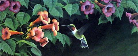 Tim Schultz Print-Signed and Numbered:"Summer's Gem"