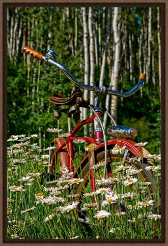 Todd Van Fleet 28 x 22 Canvas Giclee Art:"Aspen Daisy"