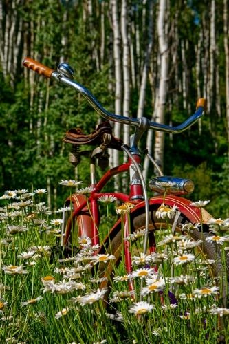 Todd Van Fleet 60 x 40 Canvas Giclee Art:"Aspen Daisy-Oversize"