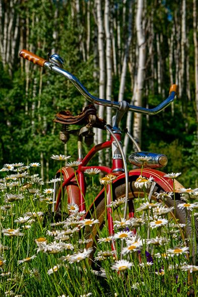 Todd Van Fleet 60 x 40 Open Edition Signed Giclee on Canvas:"Aspen Daisy"