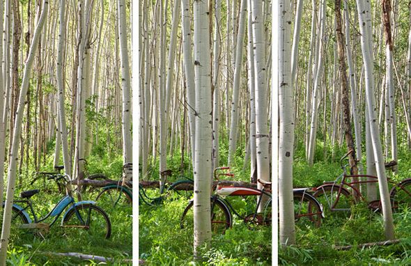Todd Van Fleet 60 x 90 Open Edition Signed Giclee on Canvas:"Aspen Herd Triptych"