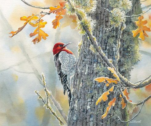 Susan Bourdet Artist Signed Limited Edition:"Autumn Sun – Red Breasted Sapsucker" Susan Bourdet Artist Signed Limited Edition:"Autumn Sun – Red Breasted Sapsucker"