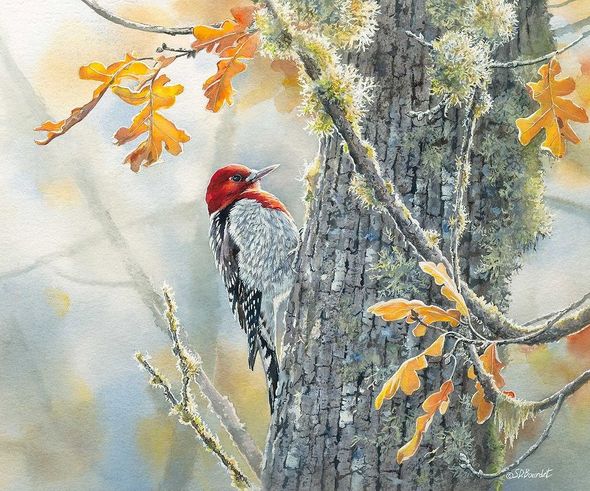 Susan Bourdet Artist Signed Limited Edition:"Autumn Sun – Red Breasted Sapsucker"