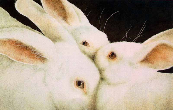 Will Bullas Fine Art Limited Edition Paper :"Some Set of Buns"