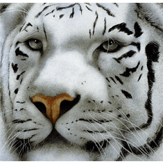 Will Bullas Fine Art Open Edition Canvas :"Maharaja"